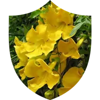 Cats Claw Extract for Healthy Inflammation Response SEO
