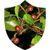 Pygeum Africanum Bark Extract for Prostate Comfort SEO