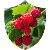 Red Raspberry Antioxidant Support SEO