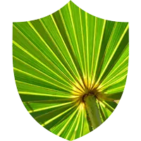 Saw Palmetto Berry Extract for Normal Urinary Flow SEO