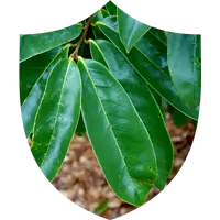 Soursop Leaf Extract for Cellular Health SEO