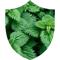 Stinging Nettle Root Extract SEO